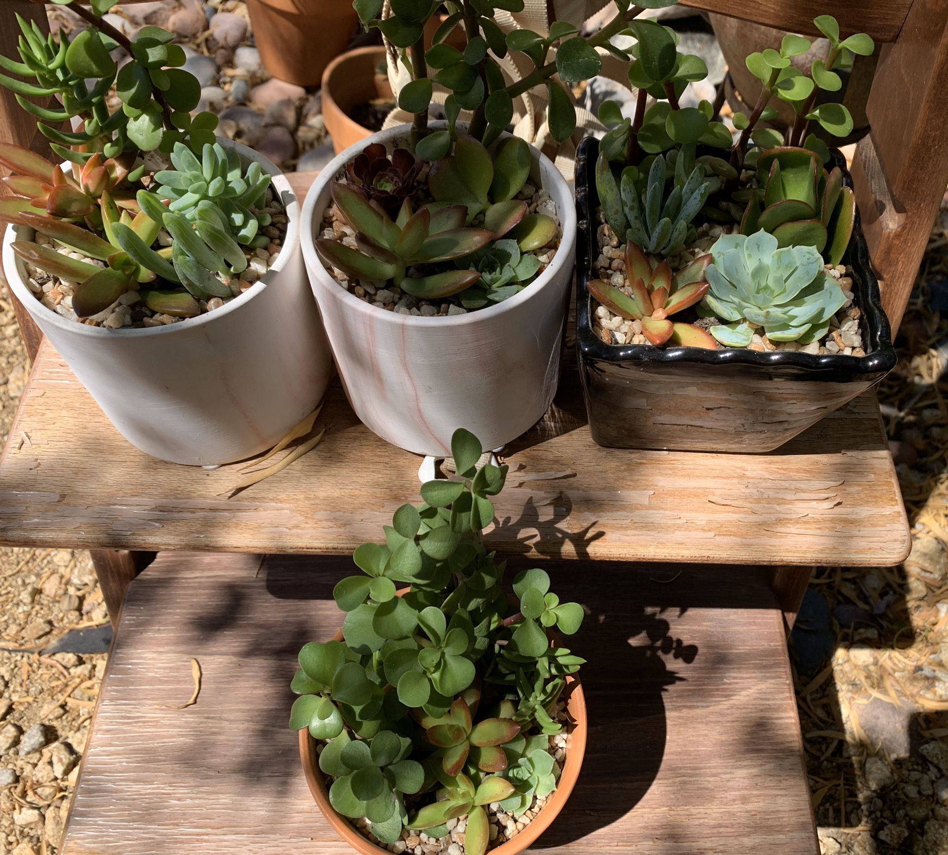 Real/live succulent plants in a pot