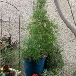 Fern Plant 5 Gallons Container.