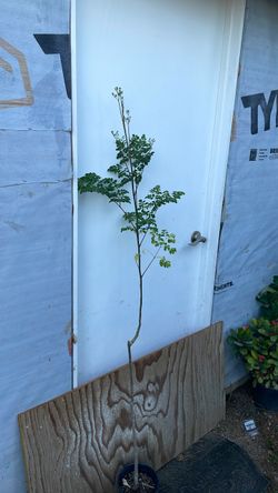 Moringa
