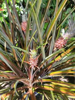 Big Ornamental Pineapples Plants In Big Pot