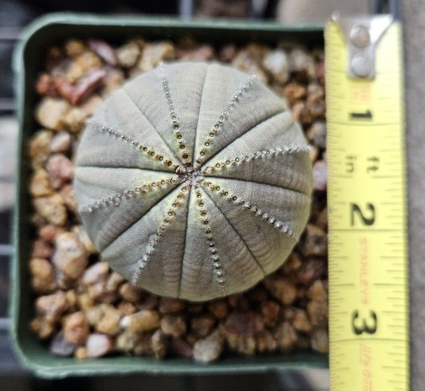 Euphorbia Obesa