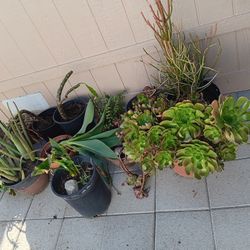 Plants