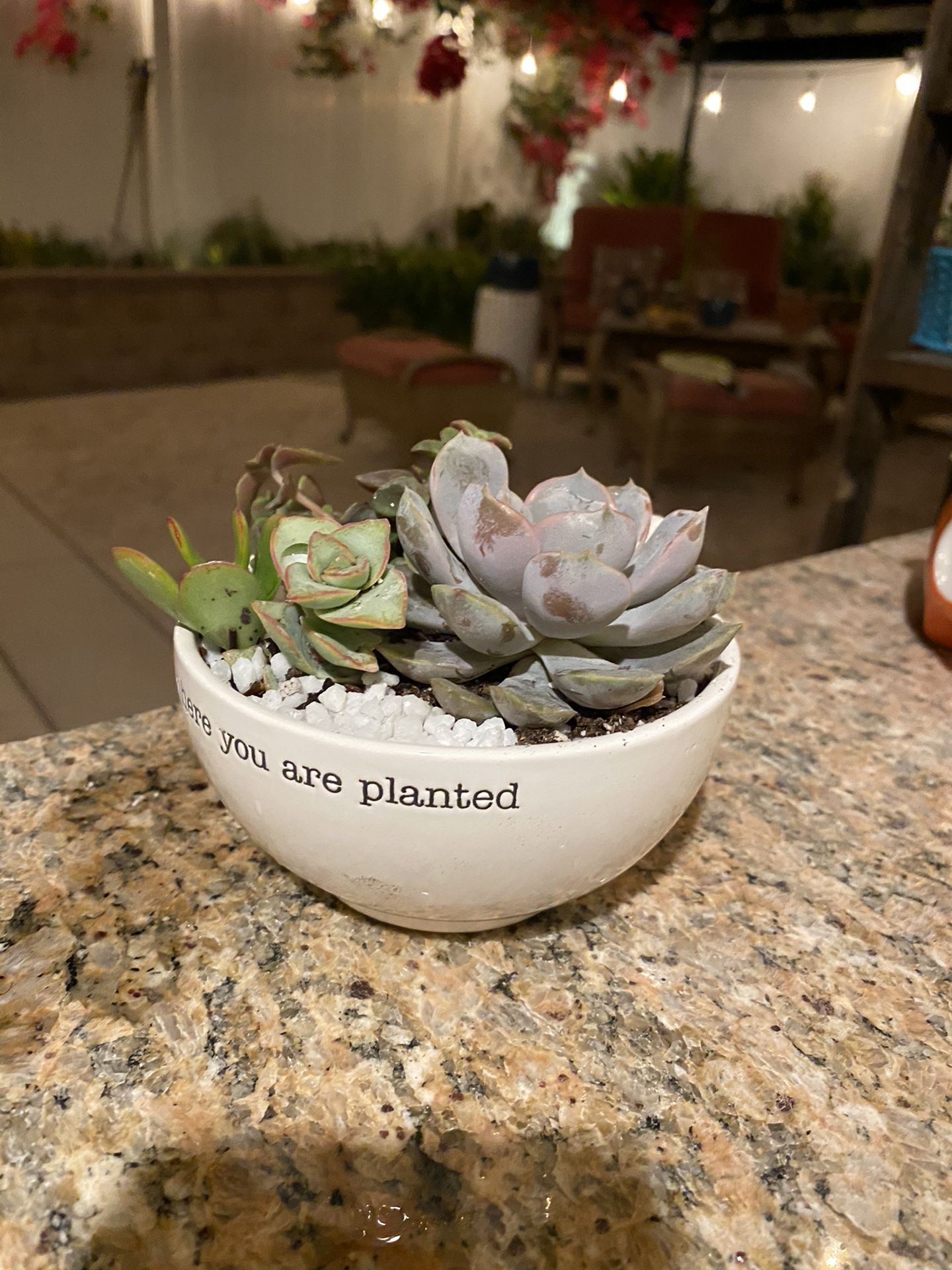 Succulent white pot