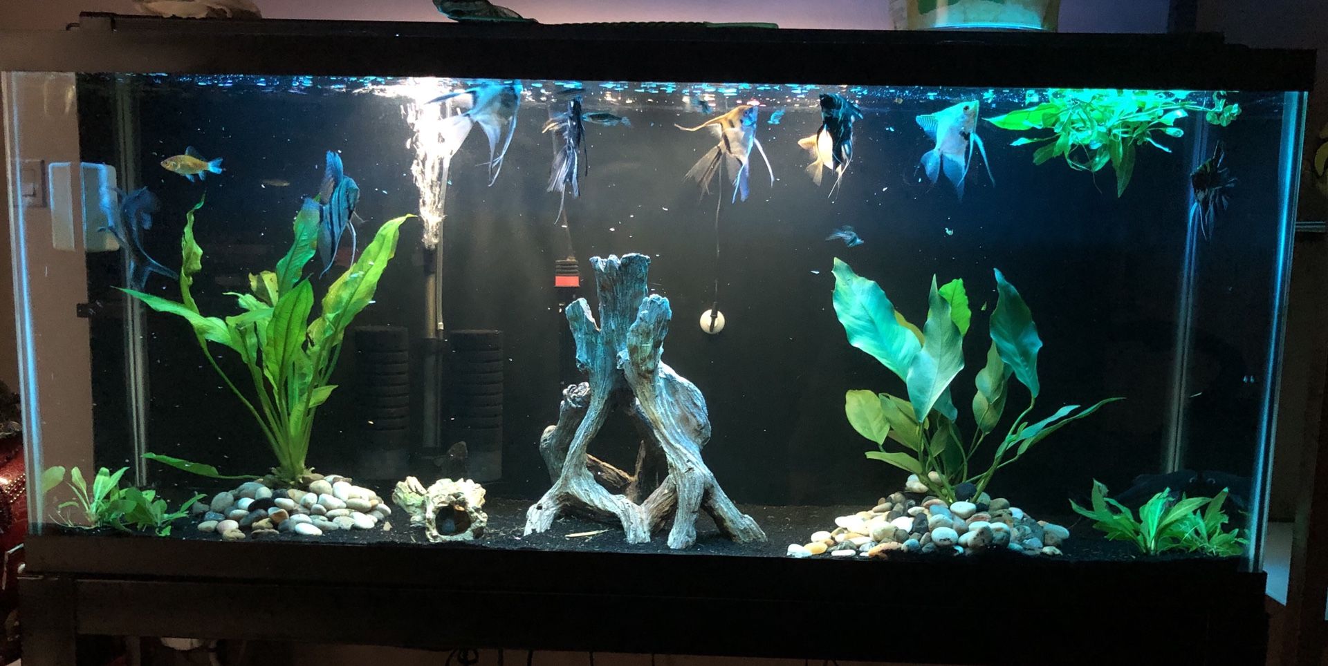 55 gallons fish tank with stand, decoration and natural plants like you see in the picture.