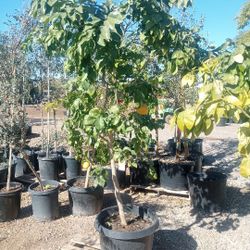 24 Gallon Citrus Trees
