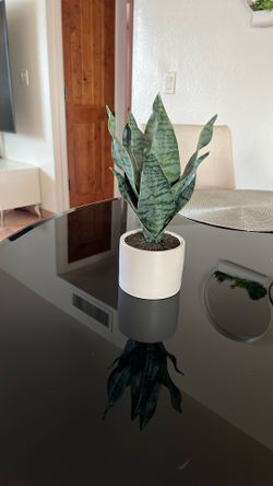 Plant