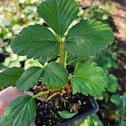 Strawberry Plants