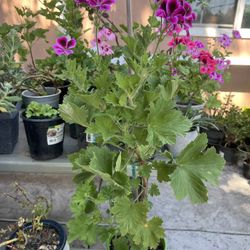 Geranium 