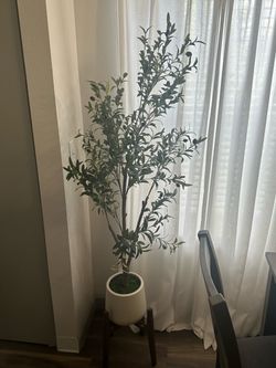 Olive tree plant