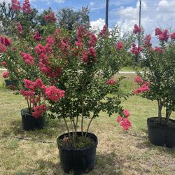30 gallon tuscarora crepe myrtle $145