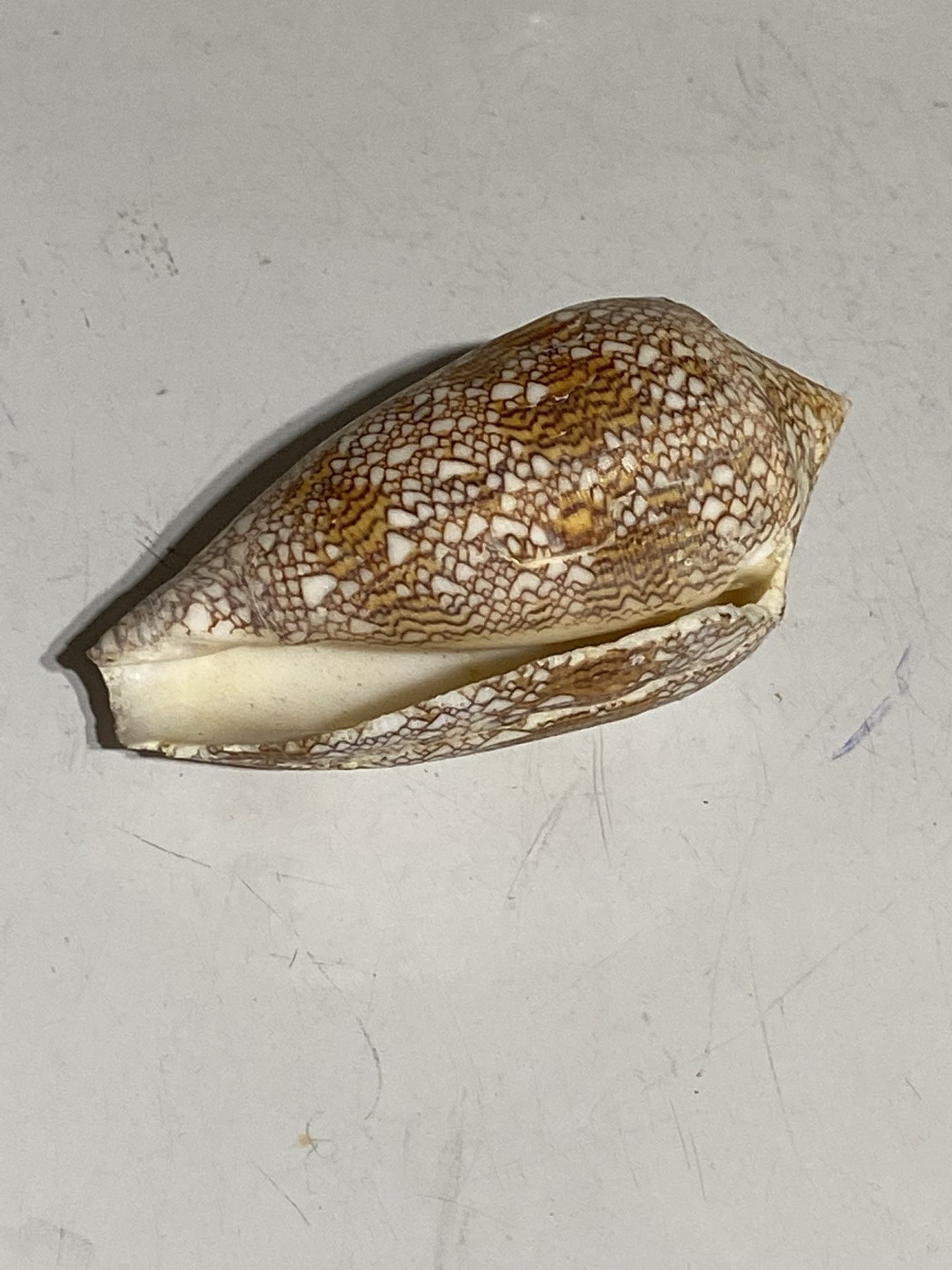 Conus Textile Shell - Seashell