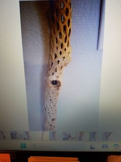 1 Cholla Cactus Skeleton Branche Taller  46"H.