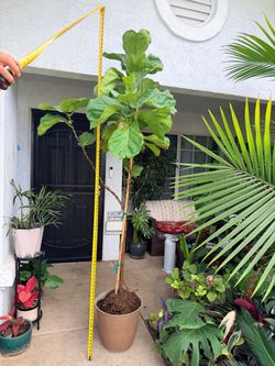 Big Fiddle leaf fig 8feet tall in 4 gallons pot