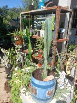 Peruvian Apple Cactus