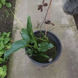 Blackberry and calla lily