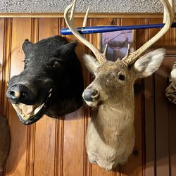 Deer heads And Wild Boar Head And Fish