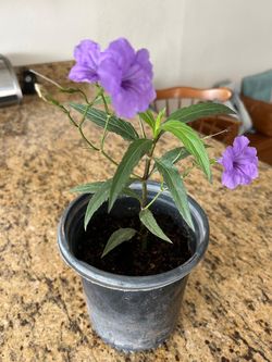 Outdoor Plant