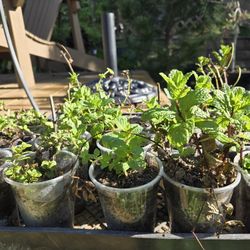 Spearmint (Mentha spicata), $1.00 for 9oz cup. 15 plants available. 