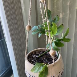 Hanging Pot Monstera