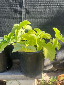 Cuban Oregano (Oregano Orejón / Indian Borage)