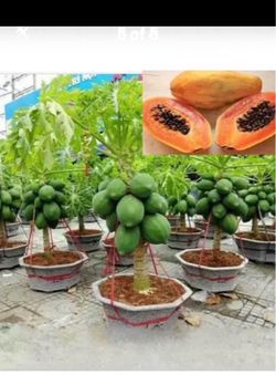Dwarf papaya Tree