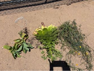 Succulents and Ca Poppies