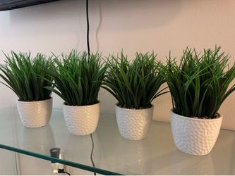 Decor Plants