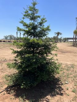 Aptos Blue Redwood Trees For Sale 36”