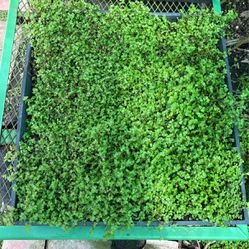 Baby-Tear Ground Cover For Sale