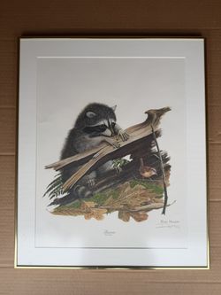 Raccoon (Procyon lotor) Wildlife Fine Art Print Ray Harm