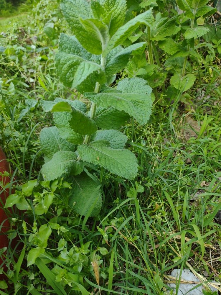 Mint Plants