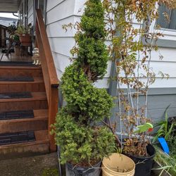 2 Spiral Tree $80 Each