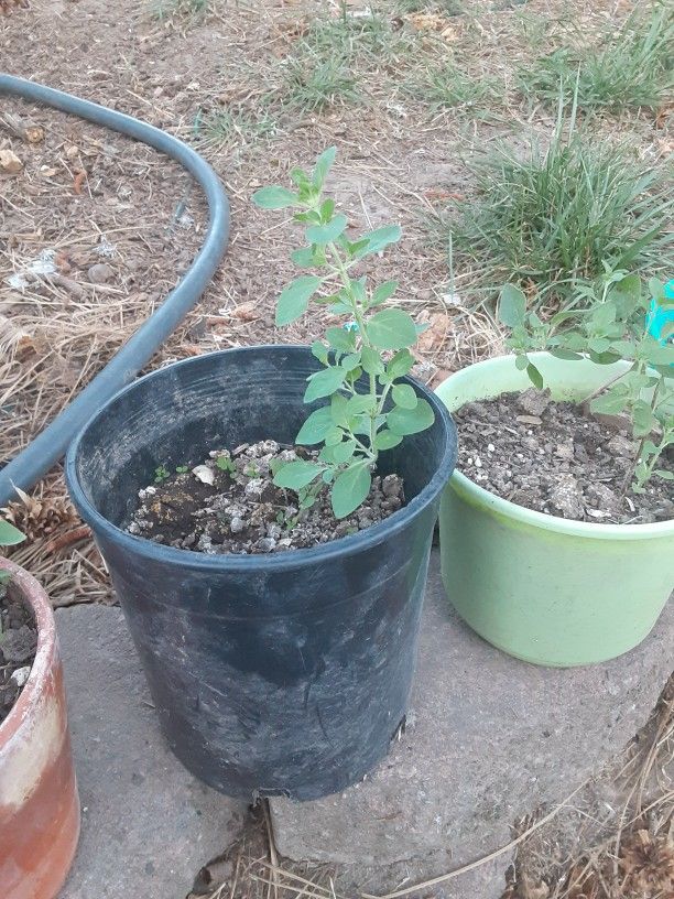 Oregano Plant