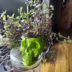 Potted Skull Plant