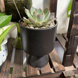 Large Succulent