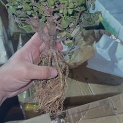 Exposed Root Dwarf Jade Bonsai Tree 