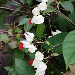 Bleeding Heart Vine 3 Gallon Pot