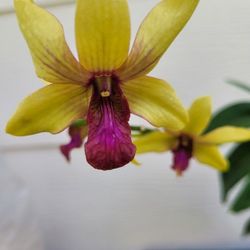 Orchids