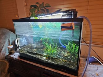 Fish tanks