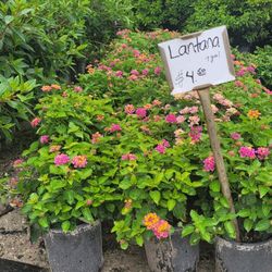 Lantana 1 Gall 