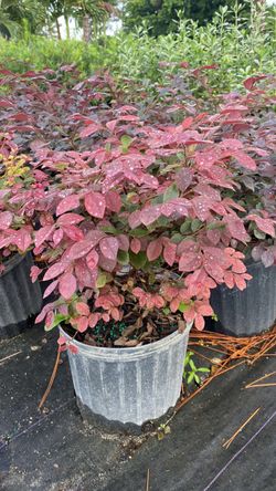 Chinese Loropetalum – 3 Gallon | $7 Each