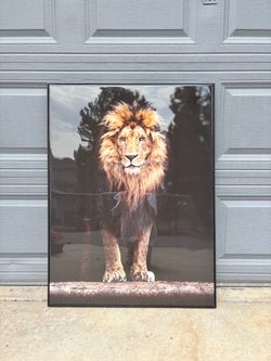 Lion portrait