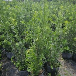 podocarpus over 3 feet tall only 8.50 Instant Privacy Hedge For Fence Green Full Ready For Planting 