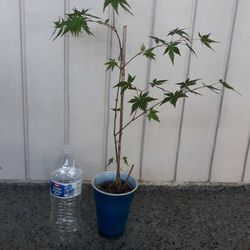 Green Japanese Maple Tree