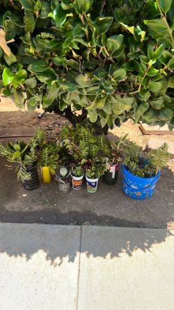 Suculentas