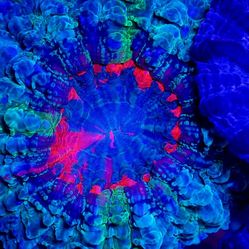 🔥CORALS DECORATIONS FOR MARINE TANK OVER 500 CORALS IN STOCK PICK-UP - DELIVERY  - SHIP