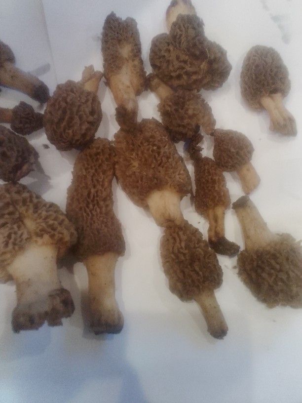 Morrels