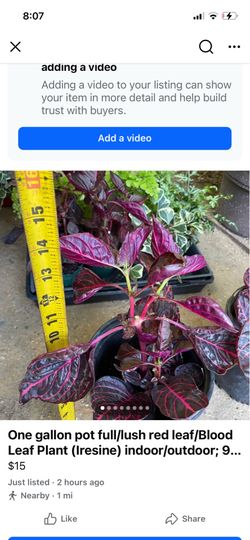 One gallon pot full/lush red leaf/Blood Leaf Plant (Iresine) indoor/outdoor; 95820