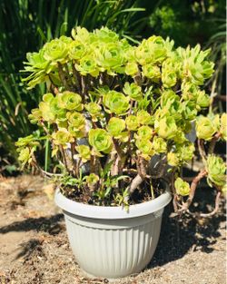 $8 Irish rose plant Succulent