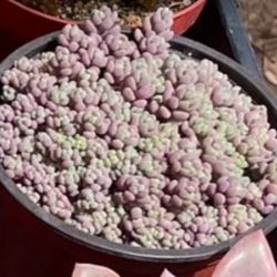 Succulent Plants and Arrangements and Hanging Baskets in COVINA